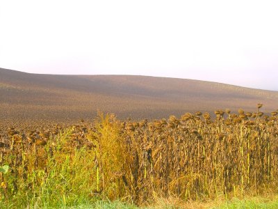 Hungary: Miles of Sunflowers